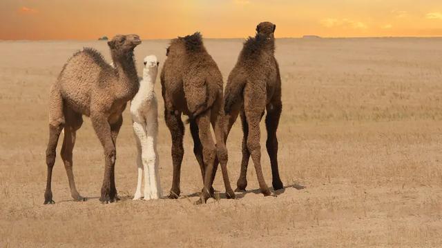 Finde heraus, wie viele Kamele du wert bist Finde heraus, wie viele Kamele du wert bist