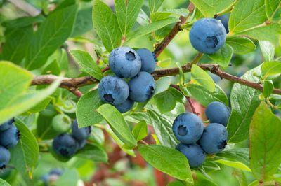 Frische und Qualität direkt vom Strauch: Selbstpflücken von Blaubeeren in ihrer natürlichen Umgebung Frische und Qualität direkt vom Strauch: Selbstpflücken von Blaubeeren in ihrer natürlichen Umgebung