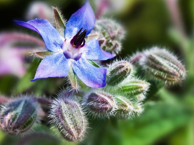 Gesundheitliche Vorteile von Borretsch und seine Verwendung in der Küche Gesundheitliche Vorteile von Borretsch und seine Verwendung in der Küche