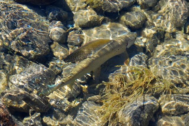 Tierarten, die im Brackwasser leben: Flunder, Hecht, Zander und mehr Tierarten, die im Brackwasser leben: Flunder, Hecht, Zander und mehr