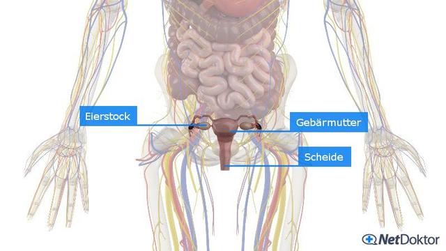 Vorsorge und Hygiene: Vorbeugung gegen brennende Schmerzen in der Scheide Vorsorge und Hygiene: Vorbeugung gegen brennende Schmerzen in der Scheide