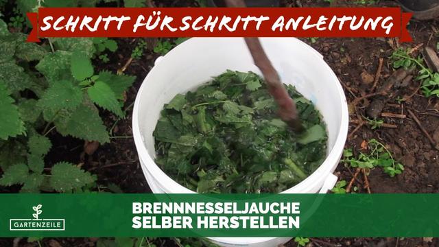 Brennnesseljauche selber machen Kostenloser Gemüsedünger für Ihren