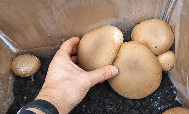 Schritt für Schritt: So gelingt der Champignonanbau aus Resten