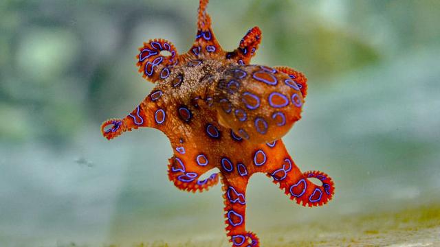 Auf der Suche nach dem giftigsten Tier: Eine Reise durch Australien und Asien Auf der Suche nach dem giftigsten Tier: Eine Reise durch Australien und Asien