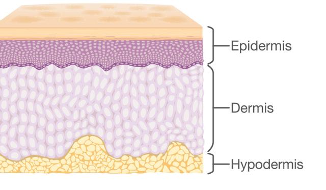 Funktionen der Haut: Schutz, Regulation der Körpertemperatur und mehr