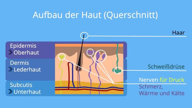Die drei Schichten der Haut: Epidermis, Dermis und Subkutis