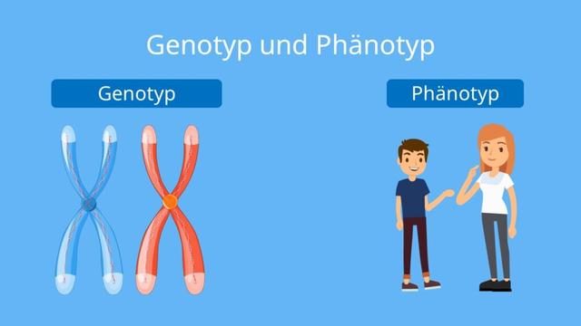 Genotyp und Phänotyp: Die Rolle der Gene bei der Entwicklung des äußeren Erscheinungsbildes Genotyp und Phänotyp: Die Rolle der Gene bei der Entwicklung des äußeren Erscheinungsbildes