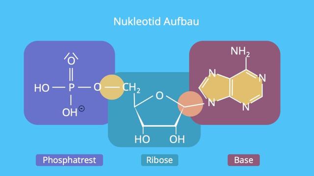 Wie Nukleotide zu DNA- und RNA-Strängen verbunden werden Wie Nukleotide zu DNA- und RNA-Strängen verbunden werden