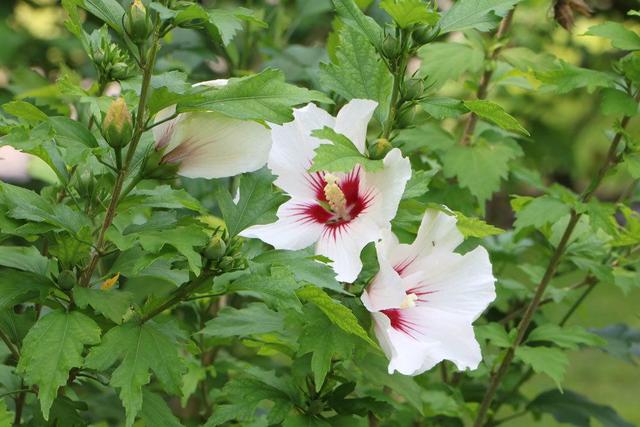 Wann sollte man Hibiskus zurückschneiden? Die richtige Zeit im Jahresverlauf