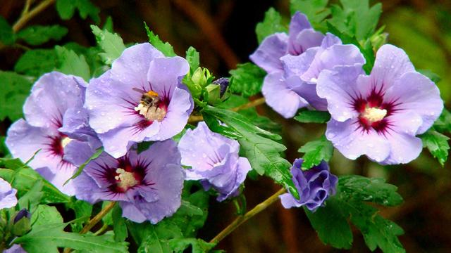 Wann sollte man den Hibiskus im Garten zurückschneiden? Expertentipps für die richtige Zeit