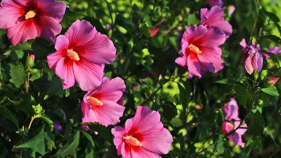 Der richtige Zeitpunkt zum Schneiden von Hibiskus: Wann ist es am besten?
