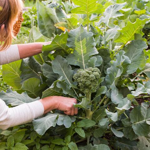 Brokkoli-Erntezeitpunkt: Worauf Sie achten sollten Brokkoli-Erntezeitpunkt: Worauf Sie achten sollten