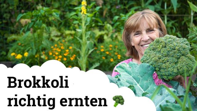 Wann ist Brokkoli reif? Die besten Erntetipps Wann ist Brokkoli reif? Die besten Erntetipps