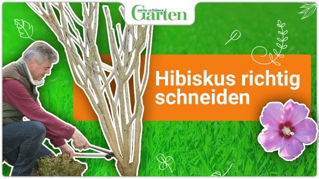 Der richtige Zeitpunkt zum Schneiden von Hibiskus Tipps und Tricks
