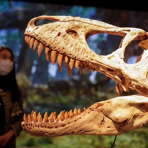 Identifizierung von Dinosaurierknochen und Fragmenten Identifizierung von Dinosaurierknochen und Fragmenten