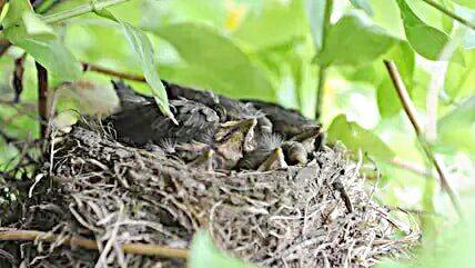 Wie lange brüten Amseln? Ein Blick auf die Dauer des Brutprozesses. Wie lange brüten Amseln? Ein Blick auf die Dauer des Brutprozesses.