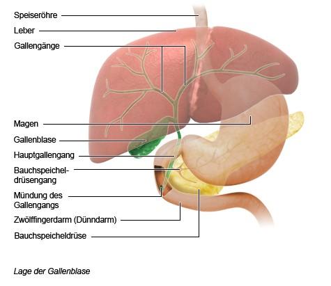Wie funktioniert die Gallenblase? Eine Erklärung ihrer Funktion Wie funktioniert die Gallenblase? Eine Erklärung ihrer Funktion