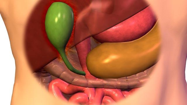 Warum ist die Gallenblase wichtig für die Nahrungsaufnahme? Warum ist die Gallenblase wichtig für die Nahrungsaufnahme?