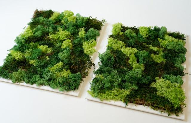 Natürliche Raumgestaltung: Mit DIY Moosbildern das Raumklima verbessern Natürliche Raumgestaltung: Mit DIY Moosbildern das Raumklima verbessern