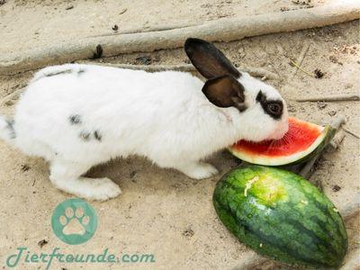 Wassermelone als Leckerbissen für Hasen im Sommer Wassermelone als Leckerbissen für Hasen im Sommer