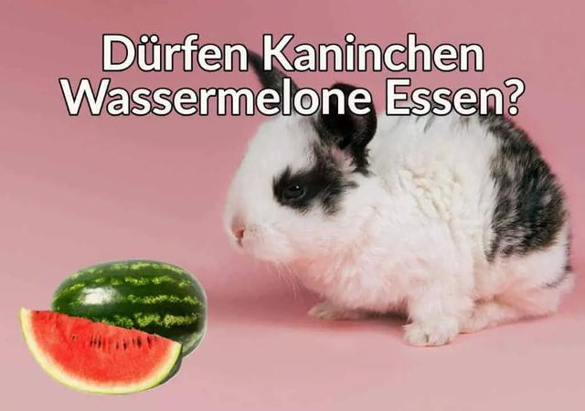 Können Hasen Wassermelonen essen? - Wichtige Informationen und Tipps Können Hasen Wassermelonen essen? - Wichtige Informationen und Tipps