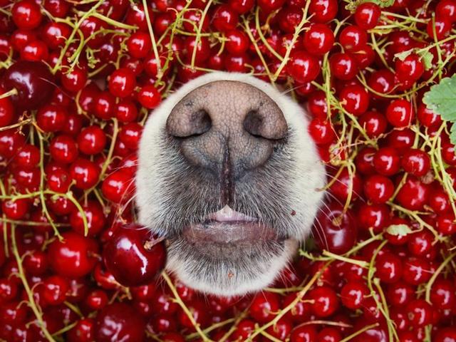 Gesundes Naschen: Warum Hunde Johannisbeeren essen dürfen Gesundes Naschen: Warum Hunde Johannisbeeren essen dürfen