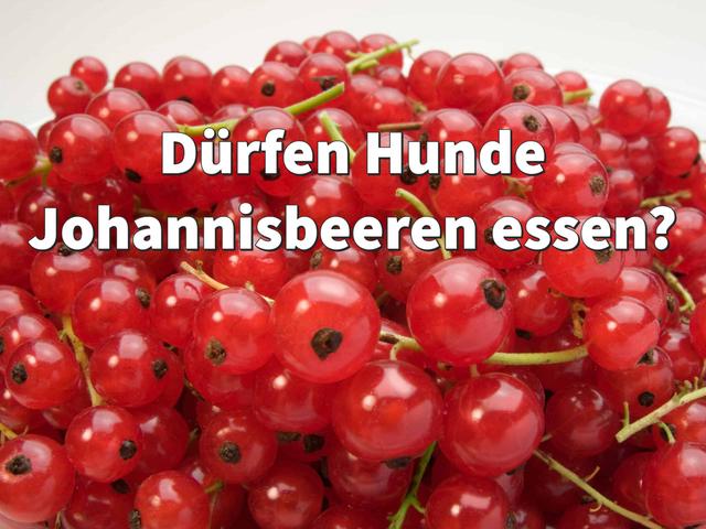 Können Hunde Johannisbeeren essen? Alles, was du wissen musst Können Hunde Johannisbeeren essen? Alles, was du wissen musst