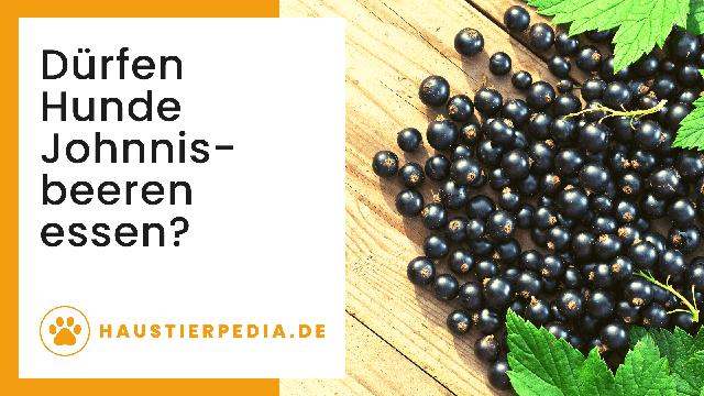 Lecker und gesund: Warum Johannisbeeren ein toller Snack für Hunde sind Lecker und gesund: Warum Johannisbeeren ein toller Snack für Hunde sind