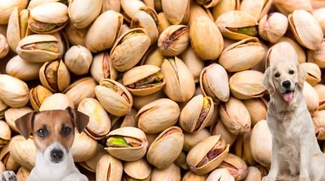 Giftig oder harmlos? Die Wahrheit über Pistazien und Hunde Giftig oder harmlos? Die Wahrheit über Pistazien und Hunde