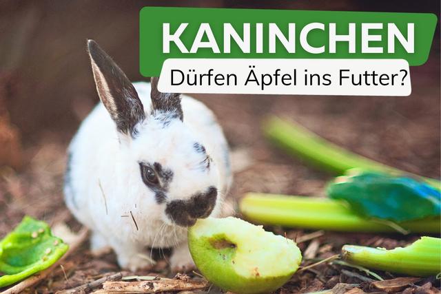 Häufig gestellte Fragen: Dürfen Kaninchen Birnen essen? Häufig gestellte Fragen: Dürfen Kaninchen Birnen essen?
