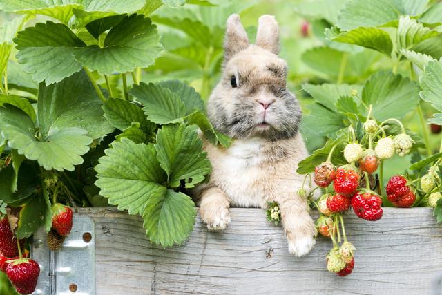 Welche anderen gesunden Alternativen gibt es zu Birnen für Kaninchen? Welche anderen gesunden Alternativen gibt es zu Birnen für Kaninchen?