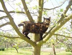 Schritt-für-Schritt-Anleitung: Eigenen Katzenabwehrgürtel basteln Schritt-für-Schritt-Anleitung: Eigenen Katzenabwehrgürtel basteln