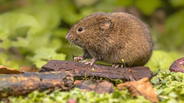 Wühlmäuse bekämpfen: Barrieren und Ablenkung im Garten schaffen
