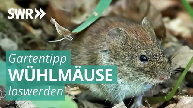 Was tun gegen lästige Wühlmäuse? Nützliche Tipps für einen wühlmausfreien Garten
