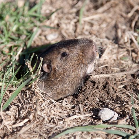 Wie man Wühlmäuse loswird: Natürliche Feinde und Hausmittel Wie man Wühlmäuse loswird: Natürliche Feinde und Hausmittel