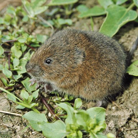 Gegen Wühlmäuse im Garten: Wirksame Maßnahmen und Prävention Gegen Wühlmäuse im Garten: Wirksame Maßnahmen und Prävention