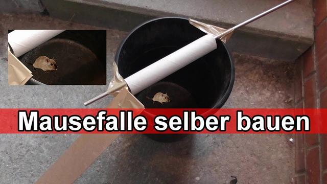 Effektive DIY-Mausefalle: Mit wenigen Materialien zur erfolgreichen Schädlingsbekämpfung Effektive DIY-Mausefalle: Mit wenigen Materialien zur erfolgreichen Schädlingsbekämpfung