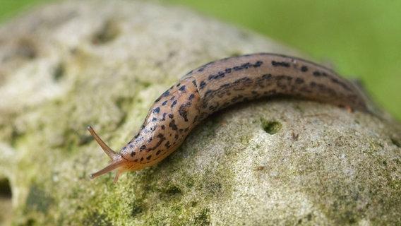 Nacktschnecken im Garten? So werden Sie die Plagegeister los!