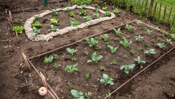 Schneckenplage im Garten? Diese Maßnahmen helfen effektiv gegen Nacktschnecken