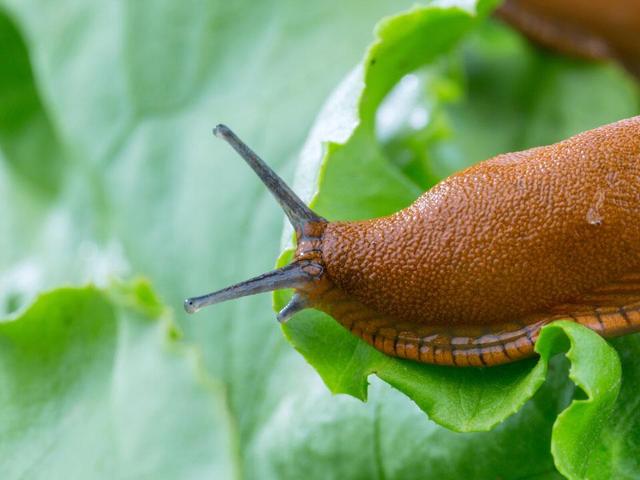 Umweltfreundliche Lösungen gegen Nacktschnecken: Tipps für den schneckenfreien Garten