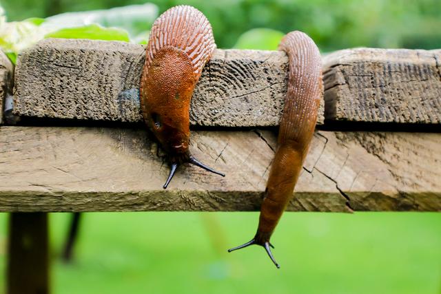 Von Salatfallen bis Schneckenzaun: Wirksame Methoden zur Bekämpfung von Nacktschnecken