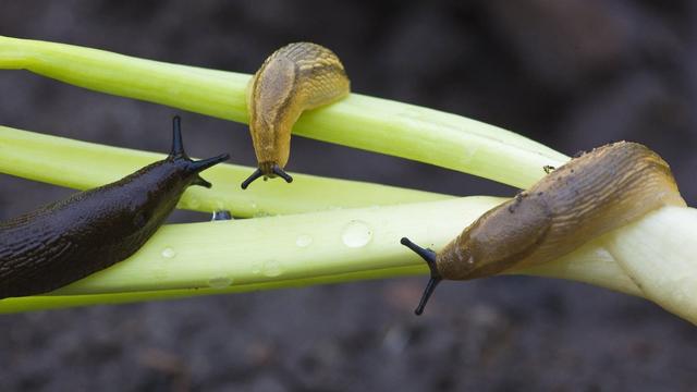 Effektive Methoden gegen Nacktschnecken Tipps für den Schutz im