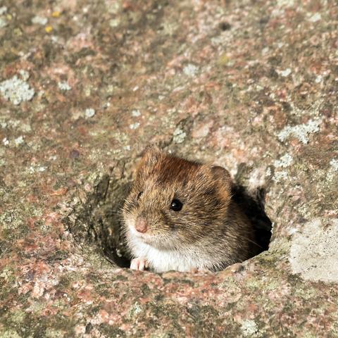 Barrieren gegen Wühlmäuse: Drahtkörbe und Drahtgitter zum Schutz von Pflanzenwurzeln und Obstbäumen