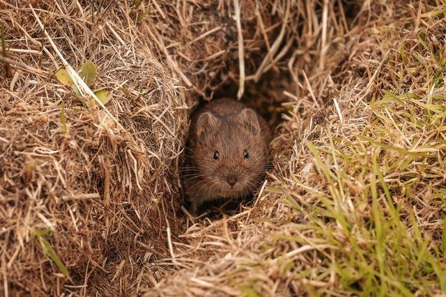 Die Rolle der Wühlmäuse im Ökosystem: Ruhe bewahren und Verständnis für ihre Bedeutung entwickeln