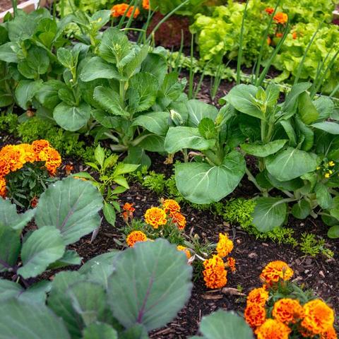 Natürlicher Pflanzendünger: Calciumdünger aus Küchenabfällen selbst mixen