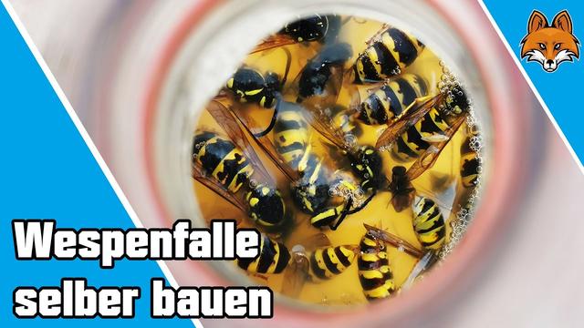 Wespenplage im Spätsommer? Bau dir deine eigene Falle! Wespenplage im Spätsommer? Bau dir deine eigene Falle!