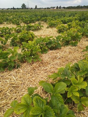 Selbst Erdbeeren pflücken: Die schönsten Felder in Wien und Umgebung Selbst Erdbeeren pflücken: Die schönsten Felder in Wien und Umgebung