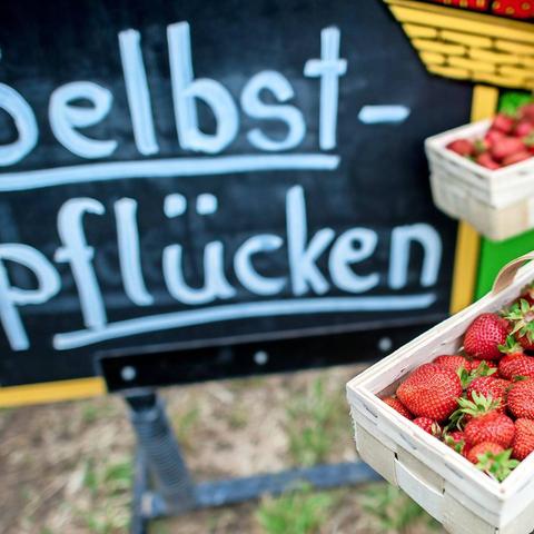 Genieße die Erdbeersaison: Selbstpflücken in der Nähe leicht gemacht Genieße die Erdbeersaison: Selbstpflücken in der Nähe leicht gemacht