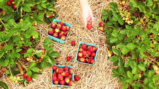 34+ Erdbeeren Gärten In Der Nähe, Der hofladen von neumann’s