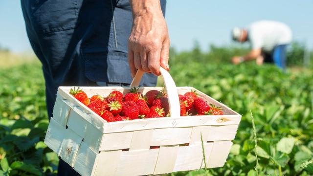 Späte Ernte, aber große Vorfreude: Selbstpflücke von Erdbeeren in Dresden